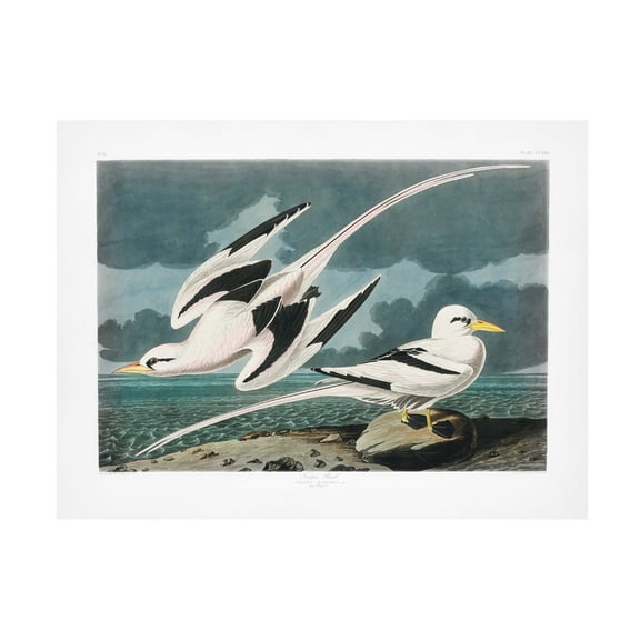Trademark Fine Art Pictufy   Tropic Bird From Birds of America 1827 Canvas Wall Art