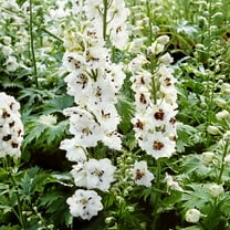 Perennial Larkspur Delphinium Magic Fountains White Dark Bee Flowers - 200 Seeds
