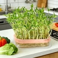thumbnail image 4 of Hydroponic Seedling Tray Transparent Water-Planting Box With 12 Cell Or 24 Cell Insert For Soil-Free Growing, 4 of 6