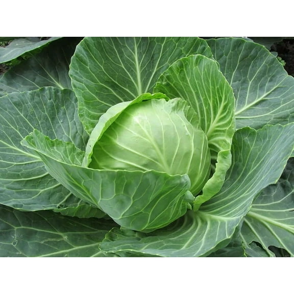 150 Early Jersey Wakefield Cabbage Seeds - Heirloom Non-GMO Cabbage Seeds