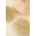 thumbnail image 2 of Karyn Millet 17x24 Gallery Wrapped Canvas Wall Art Titled - Ocean Treasures III, 2 of 4