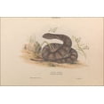 thumbnail image 1 of 24"x36" Gallery Poster, Helena Forde - Death Adder, Acanthophis antarctica 1869, 1 of 1