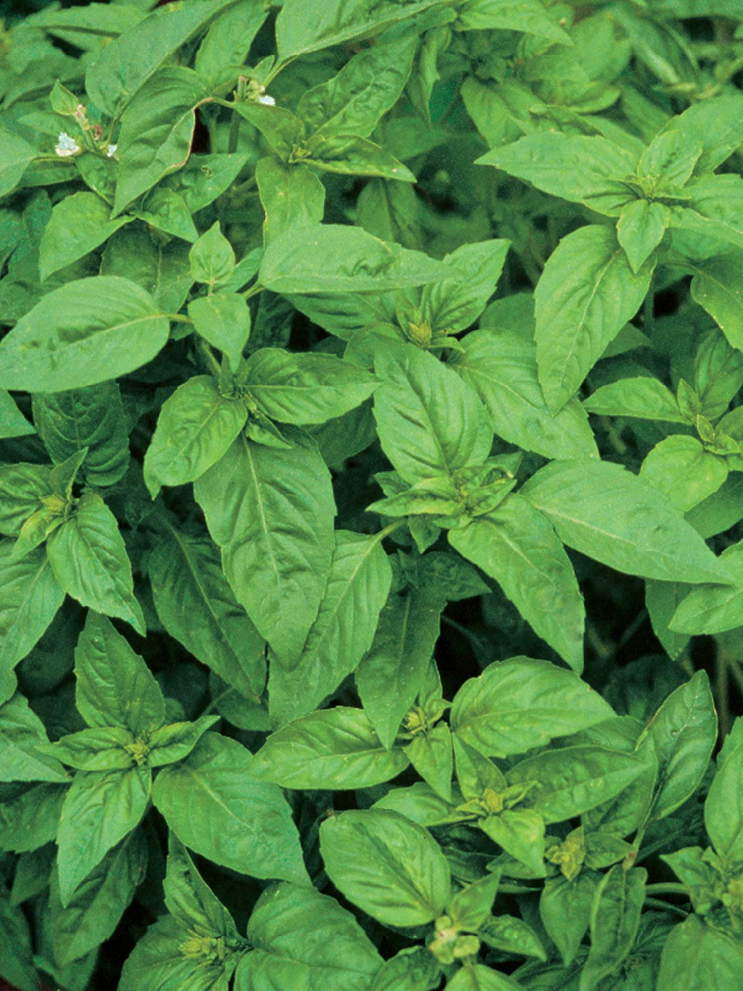 Burpee Sweet Basil, Annual Herb, Full Sun