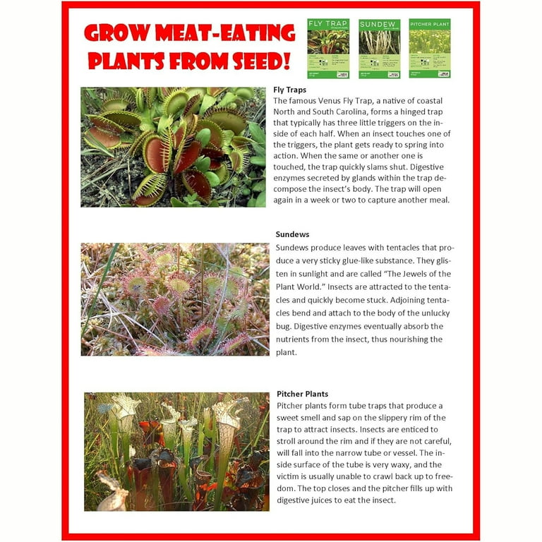 完全セットロードウォリアーズ ANIMAL ＆ HAWK 2体セット 未開封 Wild Earth Jumbo Two-Headed Dragon Toy - Large Green Figure for