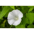 thumbnail image 3 of Night Blooming Morning Glory/ Annual/ Full Sun/25 Seeds 1 Gram/ Zellajake Farm and Garden - B324, 3 of 5