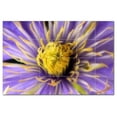 thumbnail image 1 of Flower Photo Ceramic Tile Mural Kitchen Backsplash Bathroom Shower, 404805-M64, 1 of 3