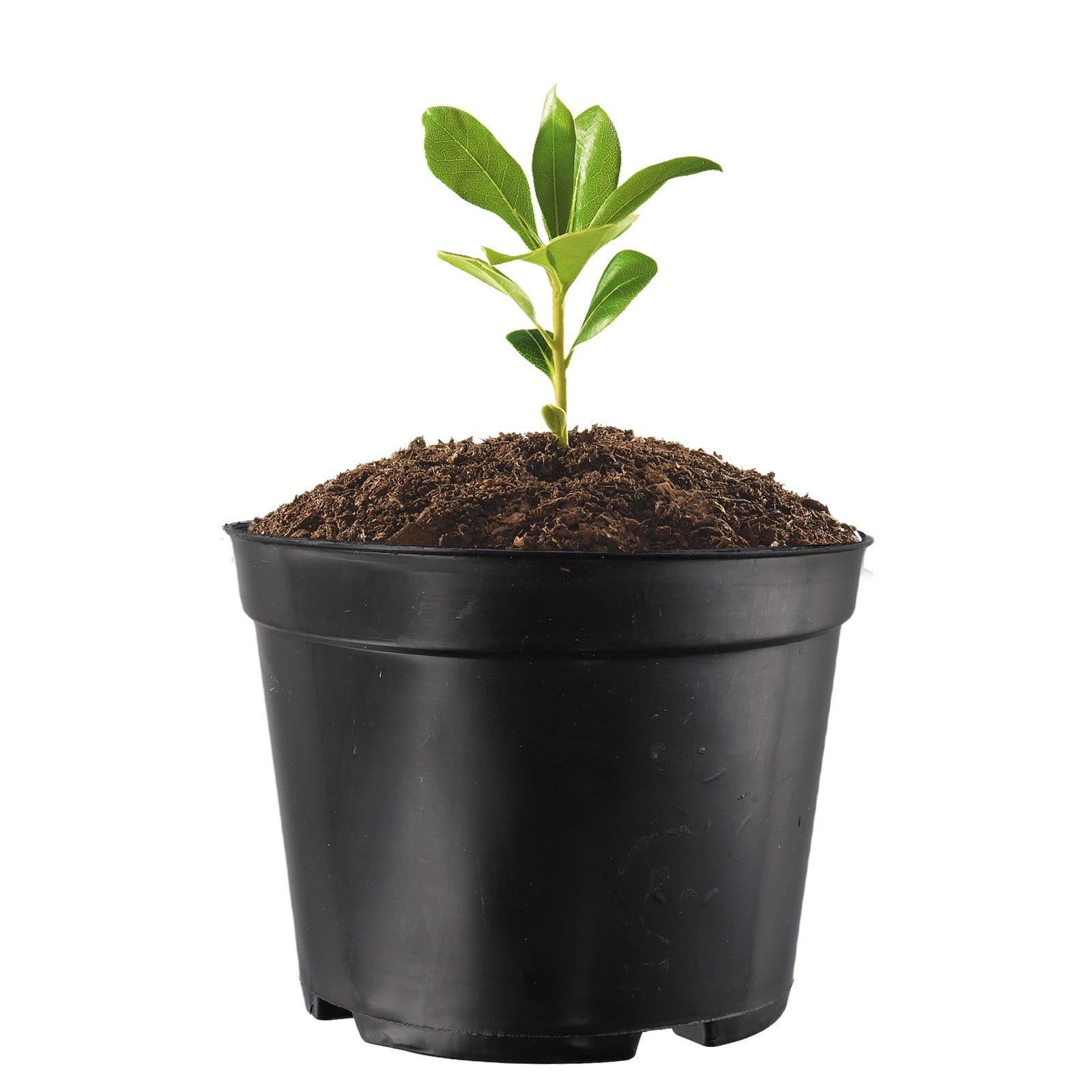 Black Plastic Plant Pots Set of 10 Multiple Sizes Large Flower Containers with Drainage Holes Reusable Durable for Indoor Outdoor Garden Nursery Seedlings Herbs Vegetables