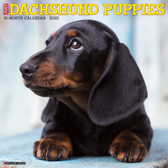 Just Dachshund Puppies 2023 Wall Calendar (Other)