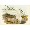 thumbnail image 2 of Gould, John 32x23 White Modern Wood Framed Museum Art Print Titled - Spotless Egret-Herodias immaculata, 2 of 4