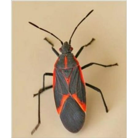 A Crash Course on How to Get Rid of Box Elder Bugs - (Best Way To Get Rid Of Love Bugs)