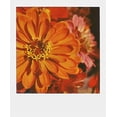 thumbnail image 3 of Película a Color DRONAR PRD2785 para Cámaras Polaroid 600, 3 of 5