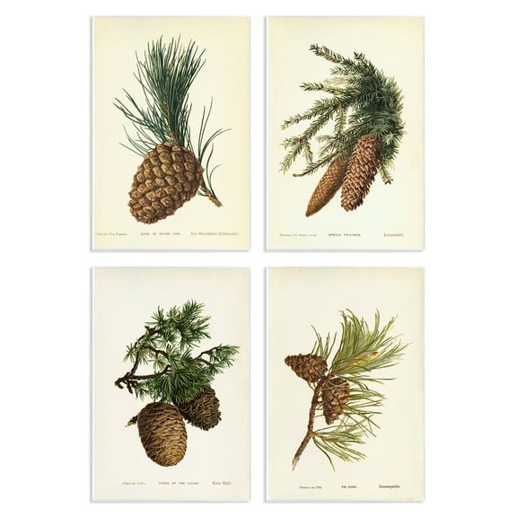 Stupell Industries Pinecone Latin Studies Plants & Flowers Painting Unframed Art Print Wall Art, 10 x 15, Set of 4