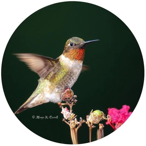 Andreas  JO-MCHB Hummingbird Jar Opener