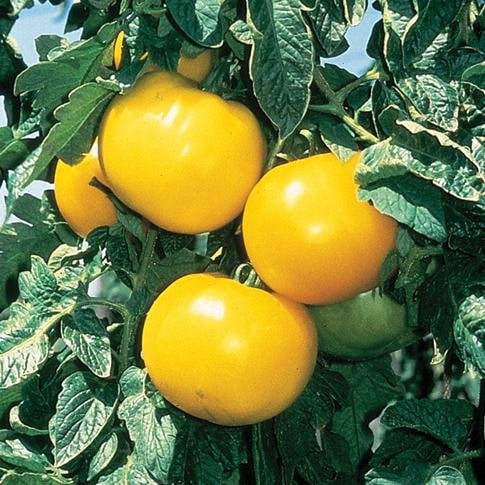 plants tomato lemon boy plant yellow slicing low heirloom garden walmart