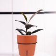 thumbnail image 4 of MasteelfCA 1 Set Automatic Water-Absorbing Flowerpot Practical Plant Pots for Garden, 4 of 8