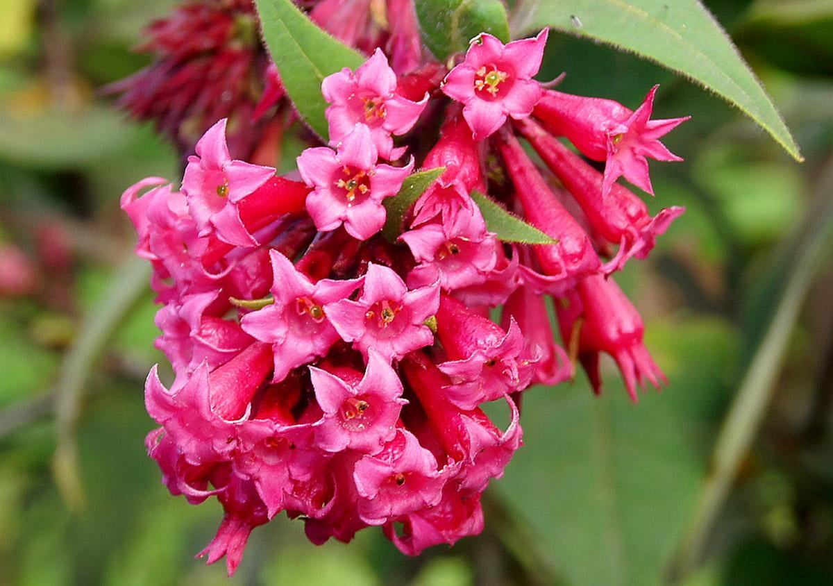 RedCrocus Jessamine Cestrum Assorted- Fragrant, Evergreen Shrub for Gardens & Containers- Attracts Pollinators & Fits Full Sun/Partial Shade 6" Pot (Pack of 5)