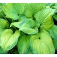 thumbnail image 2 of Guacamole Hosta Roots for Growing  Beautiful Green and Yellow Hosta Plants 3 Roots, 2 of 7