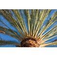 thumbnail image 2 of Bibikow, Walter 24x17 White Modern Wood Framed Museum Art Print Titled - Canary Islands-Fuerteventura Island-Morro Jable-Playa del Matorral beach-palm tree, 2 of 4