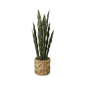 flybold Tall Artificial Floor Snake Plant, 36 Inch with Durable Pot for  Office Indoor Decor - Walmart.com