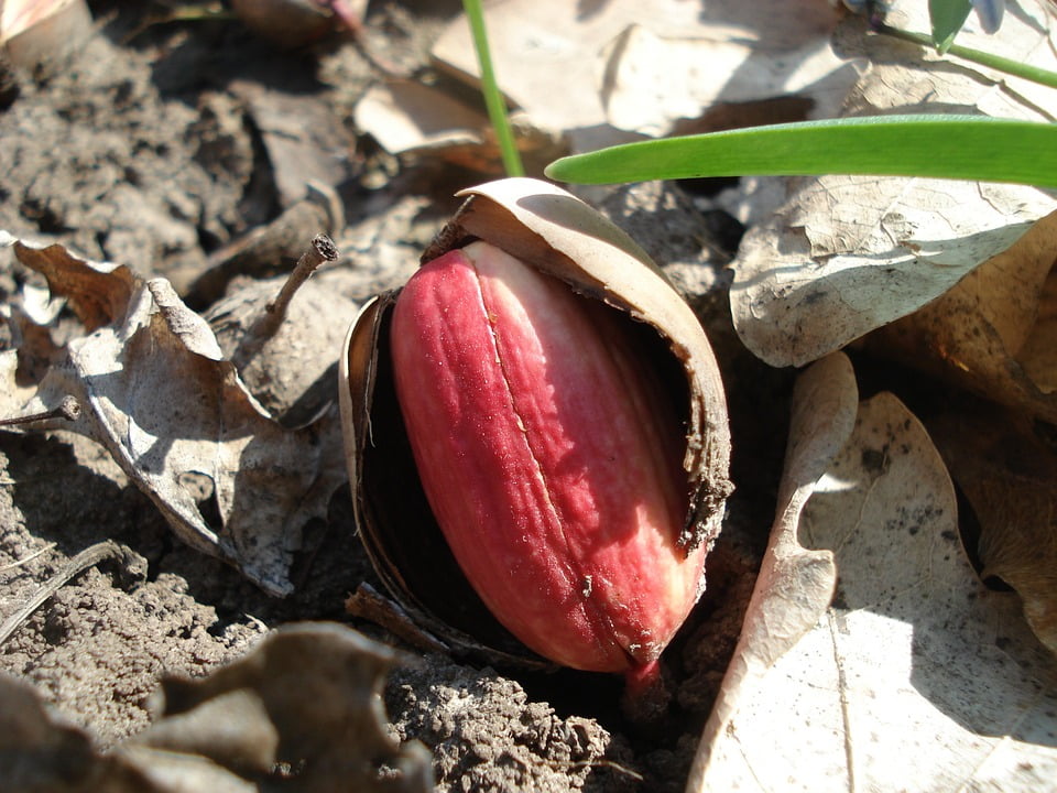 acorn tree sprout acorn tree sprout