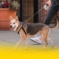 thumbnail image 3 of yingyy Réfléchissant Animal Marche Laisse Course Jogging Vélo Animal Réglable Élastique Bande Corde à l'Élastique Réutilisable Portable Rouge, 3 of 6
