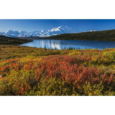 Colors Denali National Park Fall colors at Wonder Lake in morning light Denali National Park & Preserve Stretched Canvas - Carl Johnson Design Pics (19 x 12) ()