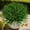 Green, variant on AIOMUO 15 Bundles Artificial Faux Plants Flowers UV Resistant No-Fade, Adjustable Height Fake Greenery Indoor & Outdoor Decor for Window Garden Porch Patio Pathway Hanging Planter Front Yard, White