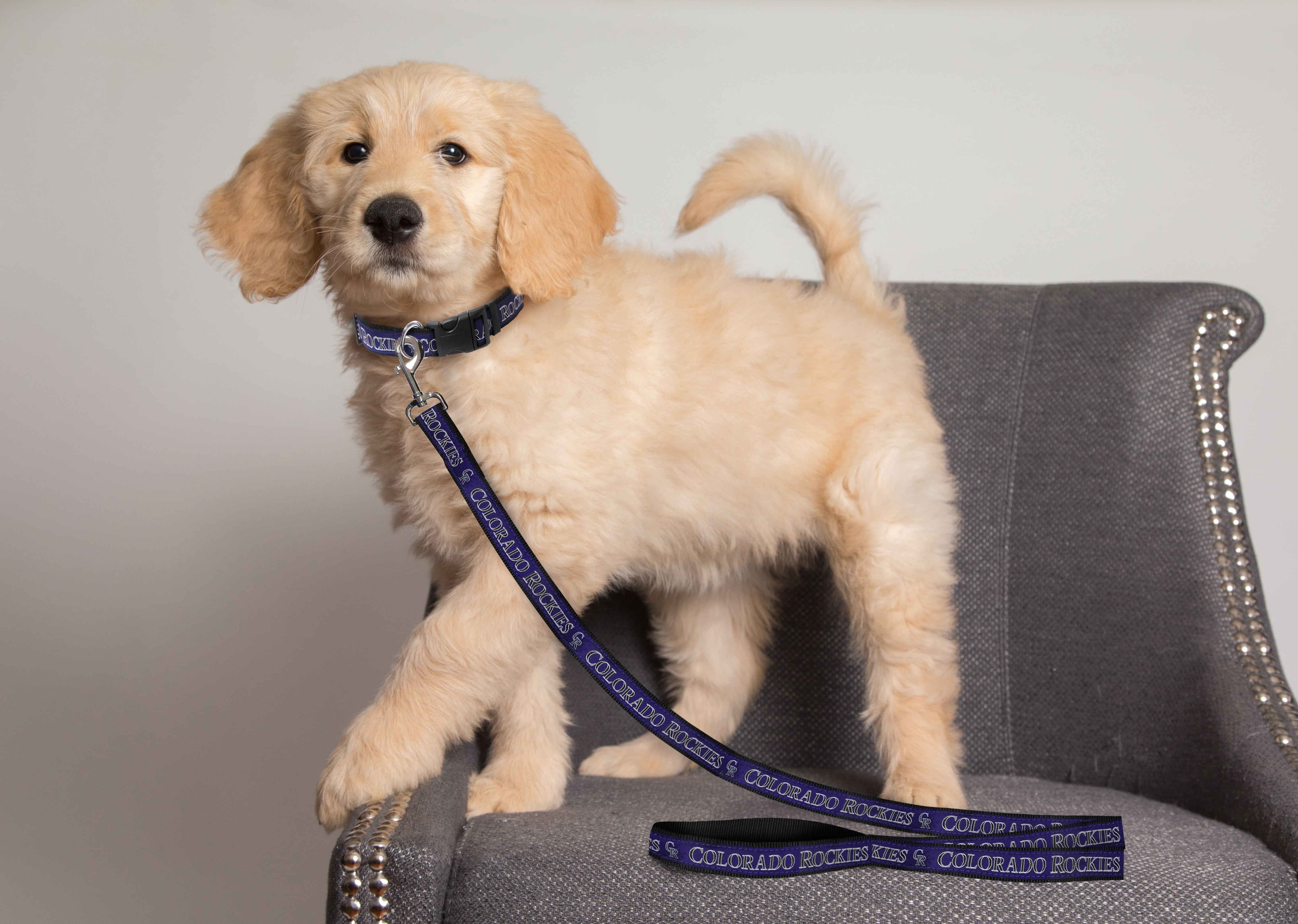 Pets First MLB Colorado Rockies Cats and Dogs Durable Pet Leash, Small