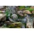 thumbnail image 2 of Aquascape Silly Snail Spitter/Fountain, 2 of 6