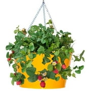 Houston International Trading 8495E SAFF Enameled Galvanized Hanging Strawberry & Flower Planter, Saffron