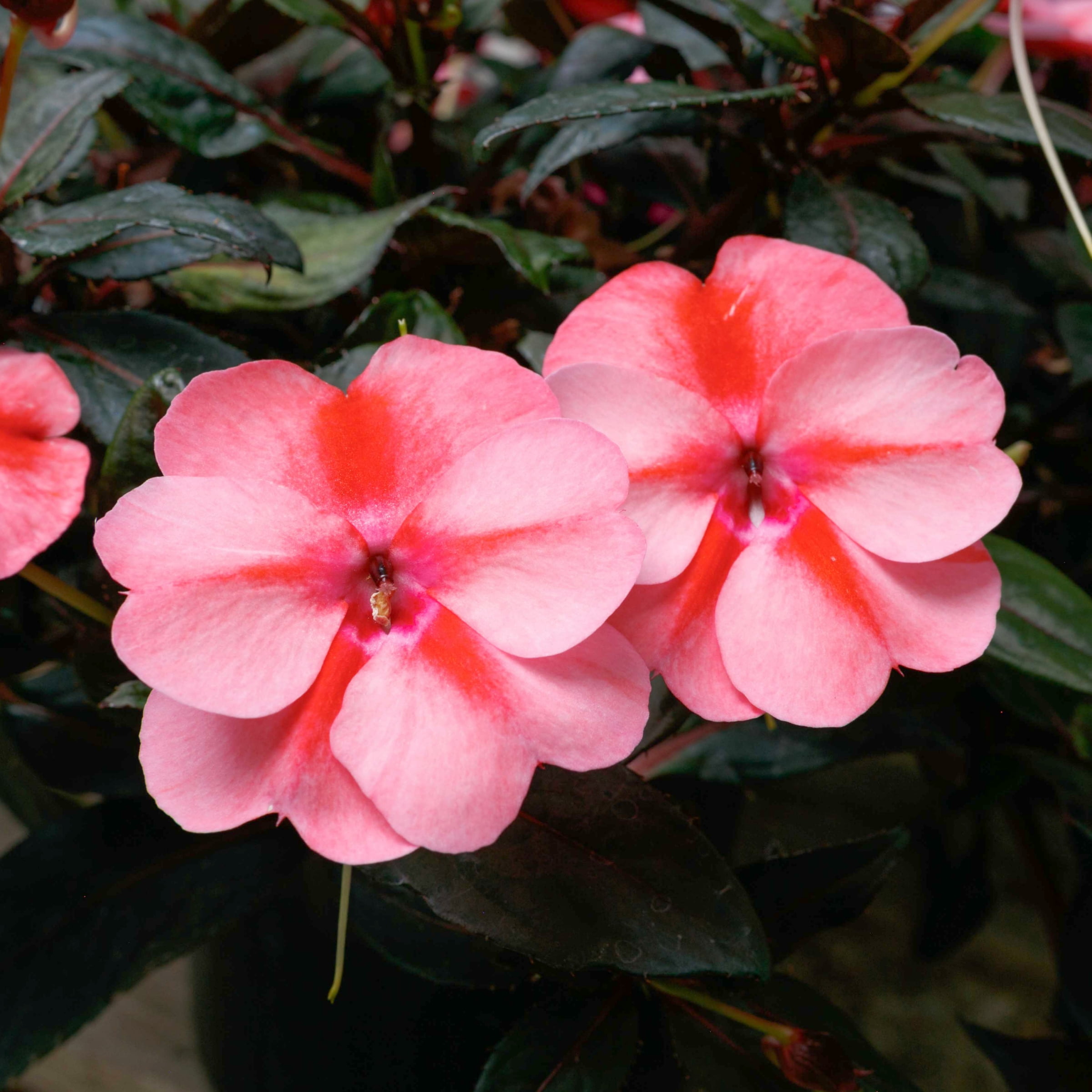 Impatiens, Next Generation SunPatiens® Vigorous Peach Candy 3 piece
