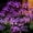Purple, variant on Solar Garden Lights Outdoor, 4 Pack 2-Layer Swaying Firework Lights,  Starburst Fairy Light Garden Decor for Yard Patio Pathway Lawn, Gardening Gifts for Women Mom Grandma Mother's Day