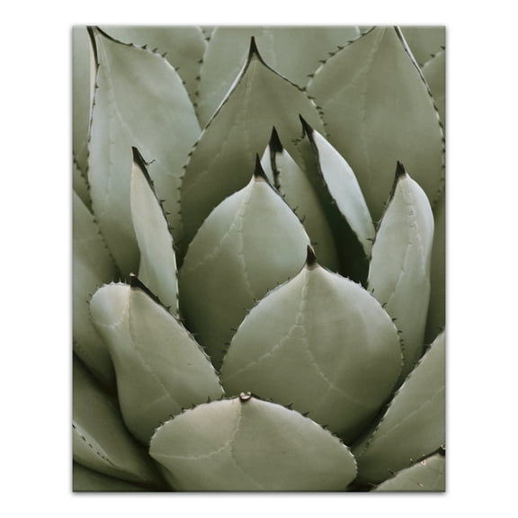 Creative Products Green Desert Plant 16x20 Canvas Wall Art