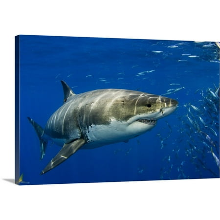 Great BIG Canvas | "Mexico, Guadalupe Island, Great White Shark (Carcharodon Carcharias)" Canvas Wall Art - 30x20