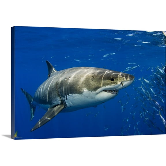 Great BIG Canvas | "Mexico, Guadalupe Island, Great White Shark (Carcharodon Carcharias)" Canvas Wall Art - 24x16