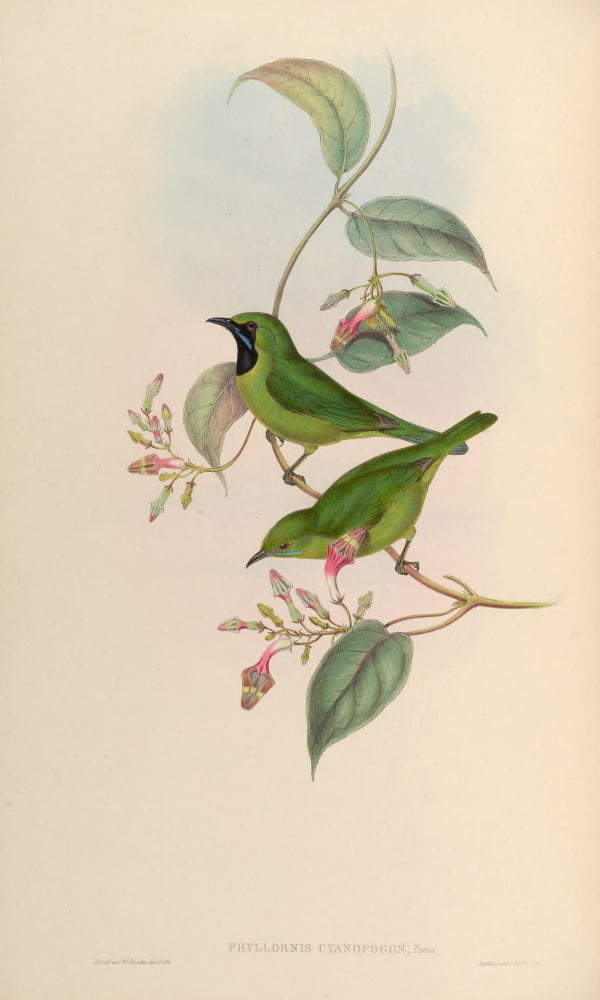 Birds Of Asia 1850