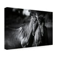 thumbnail image 4 of Trademark Fine Art 'Buddies Horse' Canvas Art by Aledanda, 4 of 4