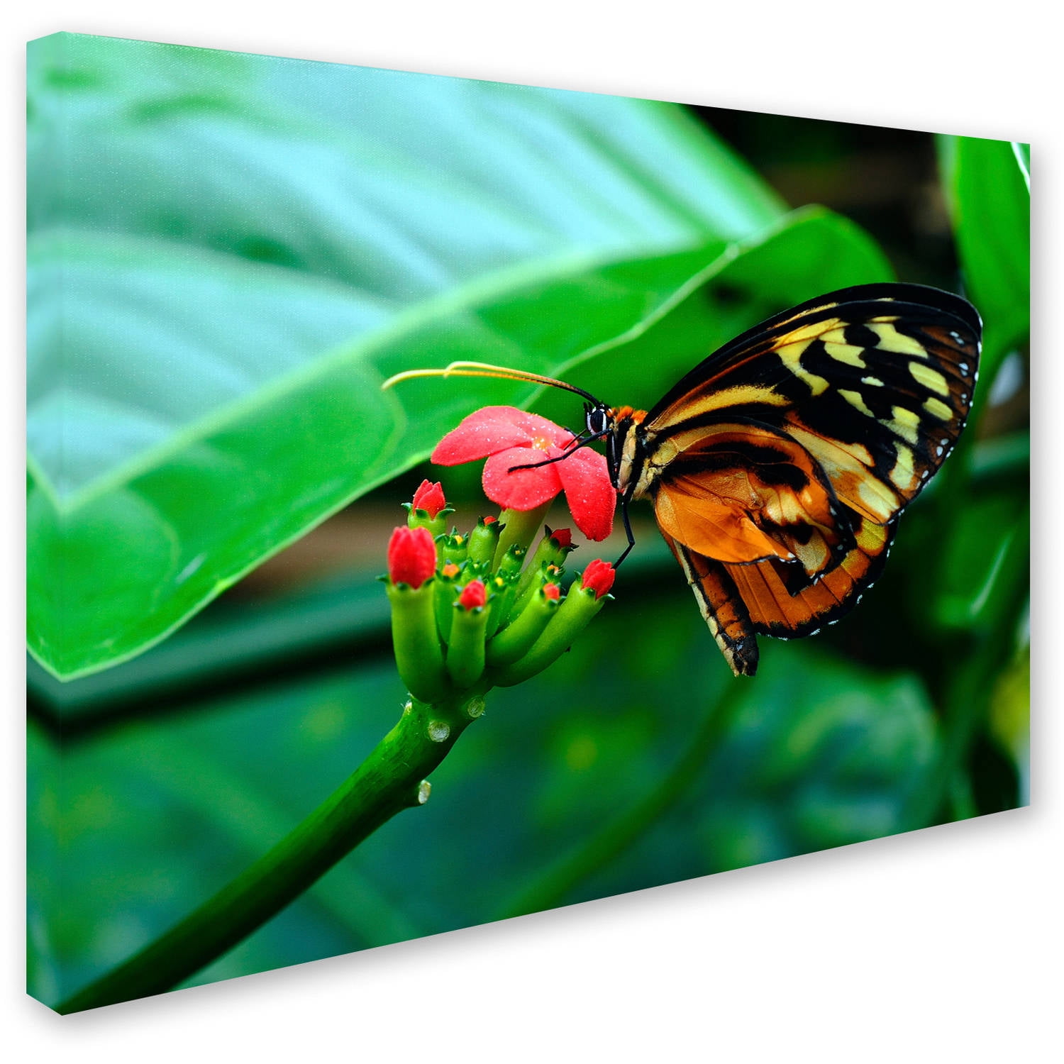 Trademark Fine Art "Cream Spotted Tigerwing" Canvas Art by Kurt Shaffer
