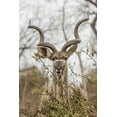 thumbnail image 2 of Lord, Fred 23x32 Black Ornate Wood Framed with Double Matting Museum Art Print Titled - Africa, South Africa Adult greater kudu, 2 of 4