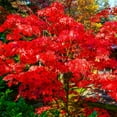 thumbnail image 4 of Fireglow Japanese Maple – Compact Ornamental Tree with Brilliant Red Foliage for Landscapes & Gardens, 4 of 6