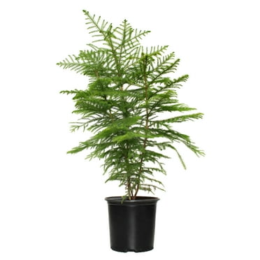 10 in. Norfolk Island Pine Live Houseplant with Bright Indirect Sunlight