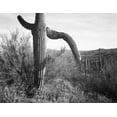 thumbnail image 2 of Adams, Ansel 14x12 Black Ornate Wood Framed with Double Matting Museum Art Print Titled - Cactus at left and surroundings, Saguaro National Monument, Arizona, ca. 1941-1942, 2 of 4