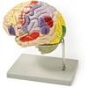 Walter Products Color-Coded Human Brain, 4 Parts