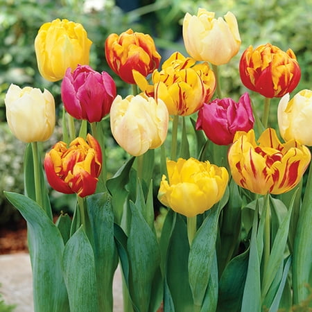 Tulip Double Early Mix, 6-Pack