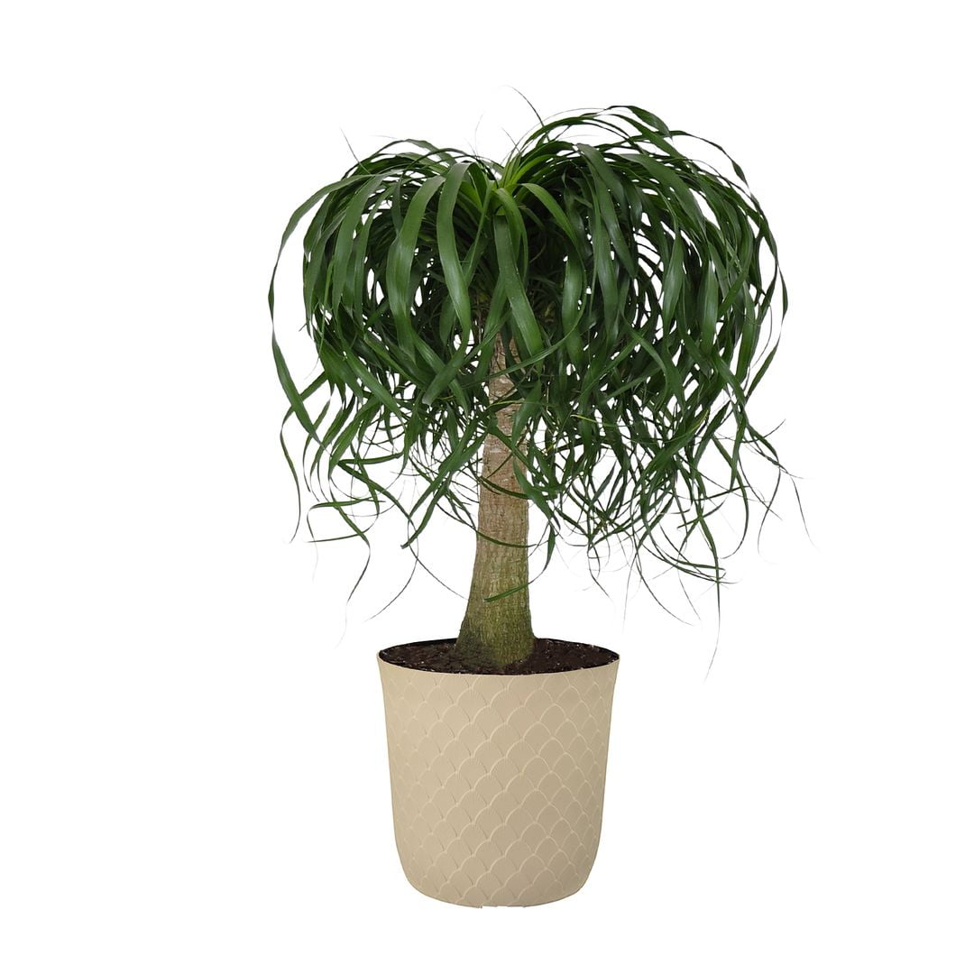 United Nursery Live Ponytail Palm Green Potted Plant 2428in Tall in 10