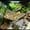 🔥 Brown_New#992, variant on Reptile Hammock with Suction Cups for Terrariums – Floating Climbing Platform and Resting Ledge for Bearded Dragons, Geckos, Lizards and Snakes