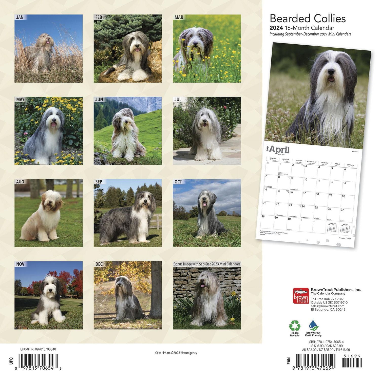 BrownTrout Bearded Collies 2024 12x24 Inch Square Wall Calendar, 9781975470654