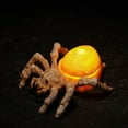 thumbnail image 4 of Halloween LED Spider Night Light - 3.3" Glow-in-the-Dark Plastic Spider Decor for Halloween Party, Home & Outdoor Decoration - Battery Operated Electronic Candle Light Prop, 4 of 6