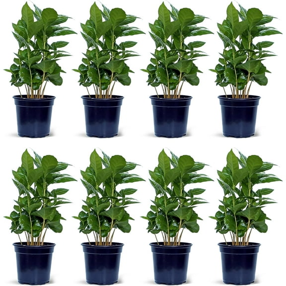 8 Pack Live Coffee Plant, Coffea Arabica, Coffee Tree, Arabian Coffee, Potted Houseplant, Birthday Gift, Christmas Gift, Plant Lover Gift, Thank You Gift in 4" Pot