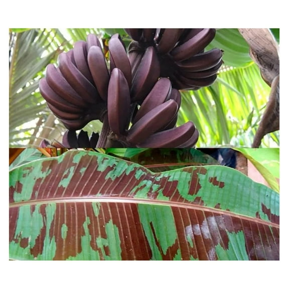 Dwarf Red Banana - Edible Red Banana - Sumatrana “X” Cross Banana